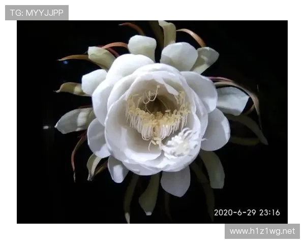 杜埃新星表现稳定性分析：是否昙花一现